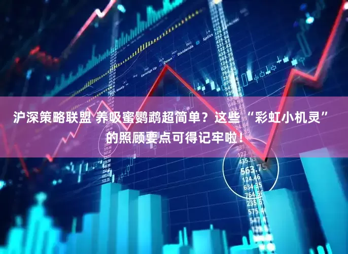 沪深策略联盟 养吸蜜鹦鹉超简单？这些 “彩虹小机灵” 的照顾要点可得记牢啦！